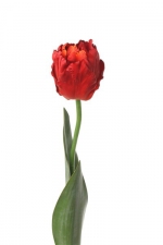 Tulp Parrot luxe 62cm rood